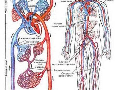 Строение сердечно сосудистой системы человека схема